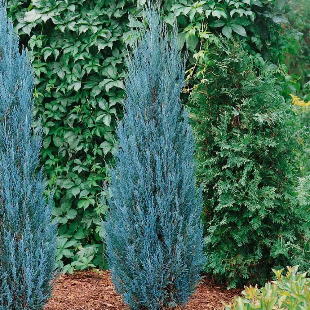 Ienupar Albastru Columnar, Juniperus Scopulorum Blue Arrow