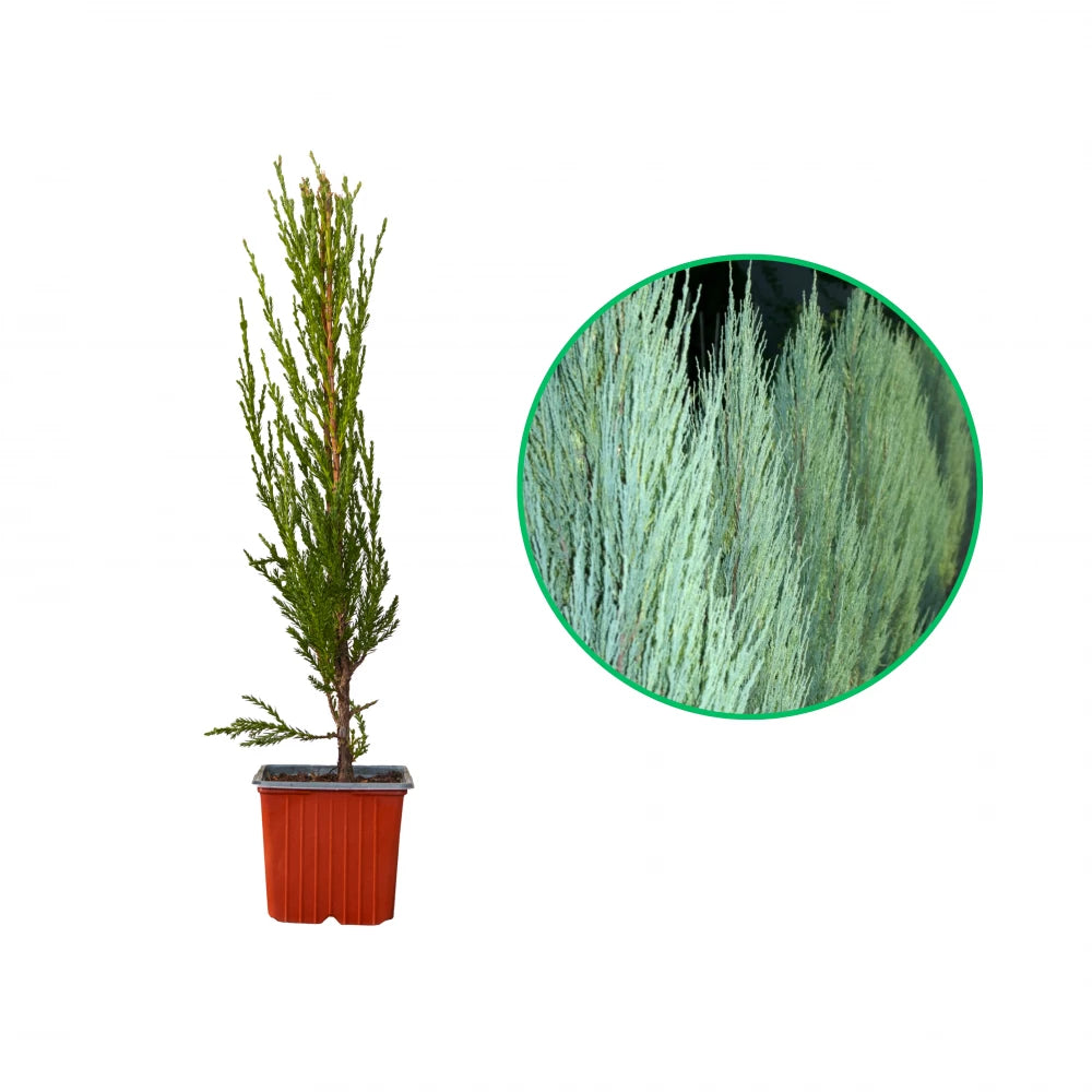 Ienupar Albastru Columnar, Juniperus Scopulorum Blue Arrow