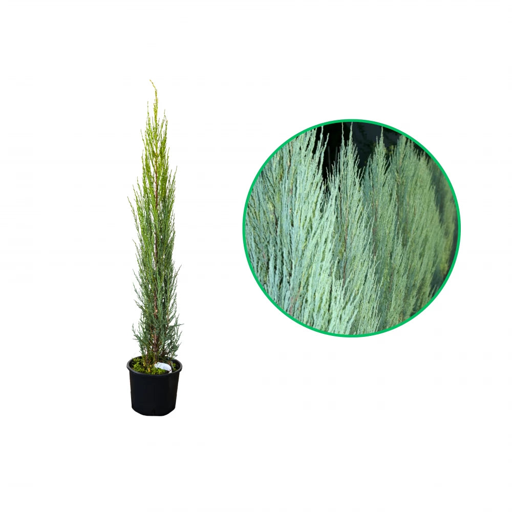 Ienupar Albastru, Juniperus Scopulorum Blue Arrow Skyrocket