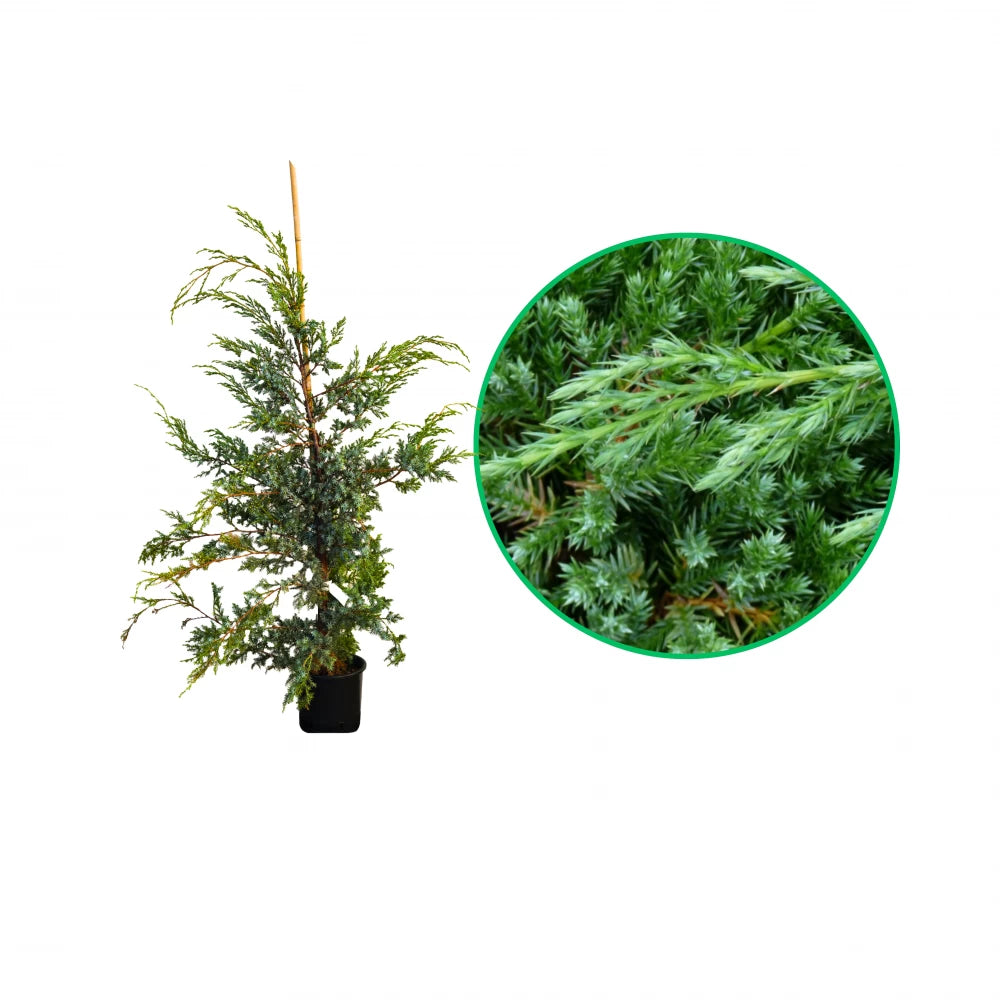 Ienupar Chinezesc Blue Alps, Juniperus Chinensis Blue Alps