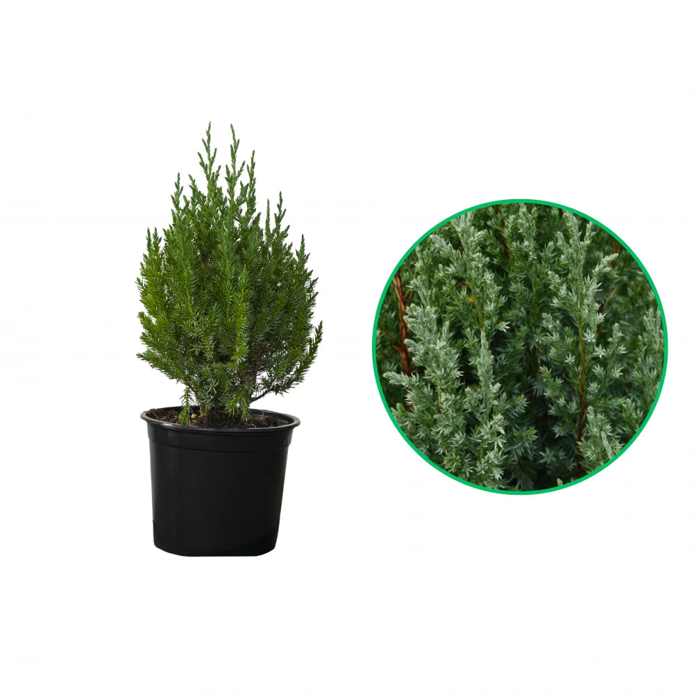 Ienupar Chinezesc Stricta, Juniperus Chinensis Stricta