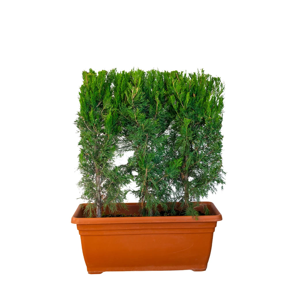 Ienupar de Virginia Spartan, Juniperus Virginiana Spartan