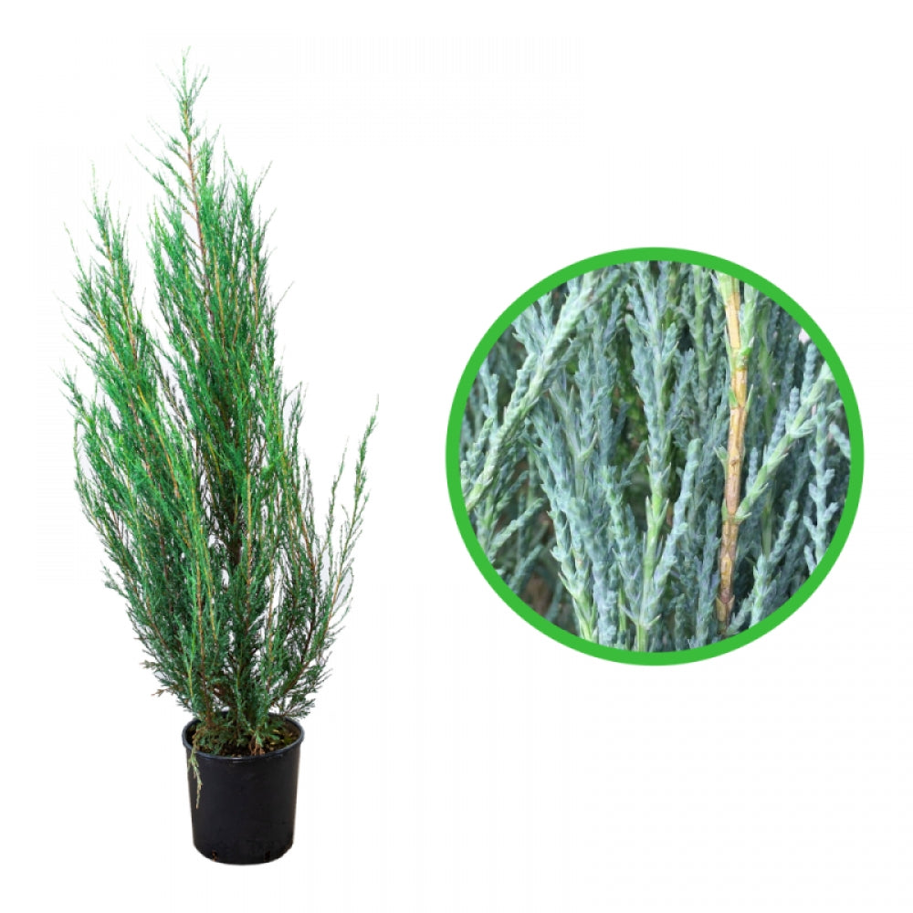 Ienupar Albastru Skyrocket Columnar, Juniperus Scopulorum Blue Arrow Skyrocket