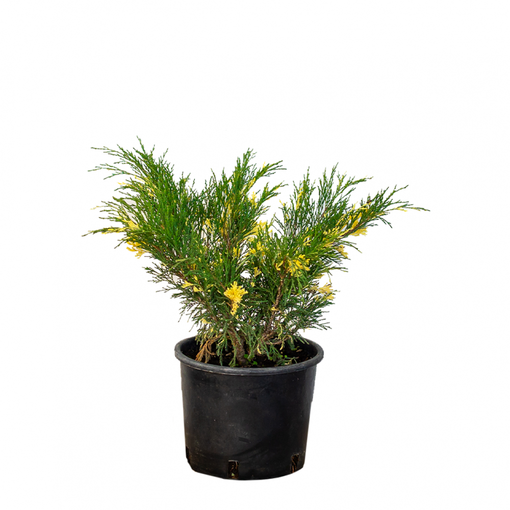 Ienupar de Virginia, Juniperus Virginiana