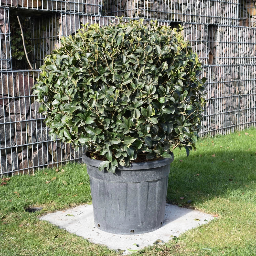 Ilex Fals, Osmanthus Aquifolium