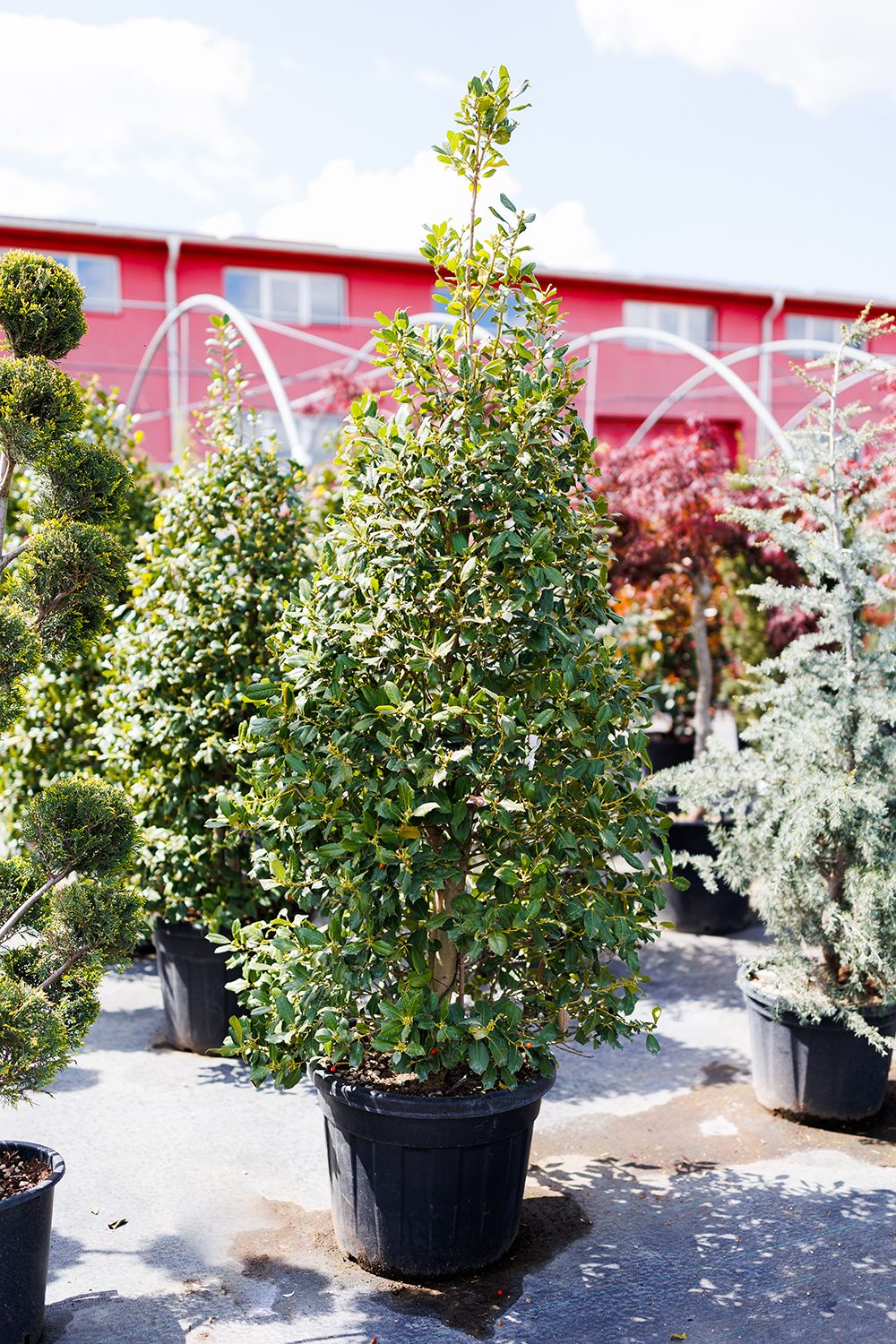 Laur Forcuta Piramidal, Ilex Aquifolium Forcuta Piramidalis