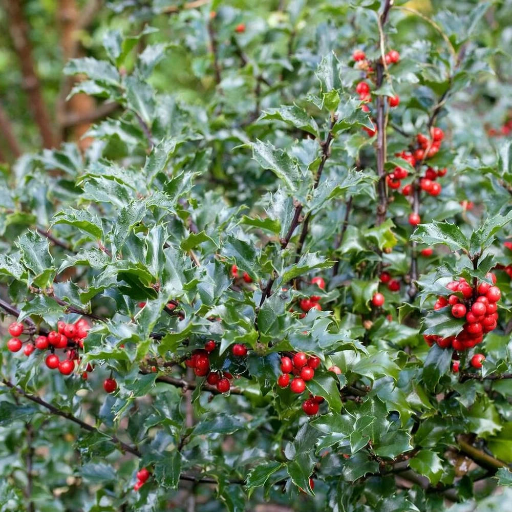 Ilex Heckenpracht, Ilex Meserveae