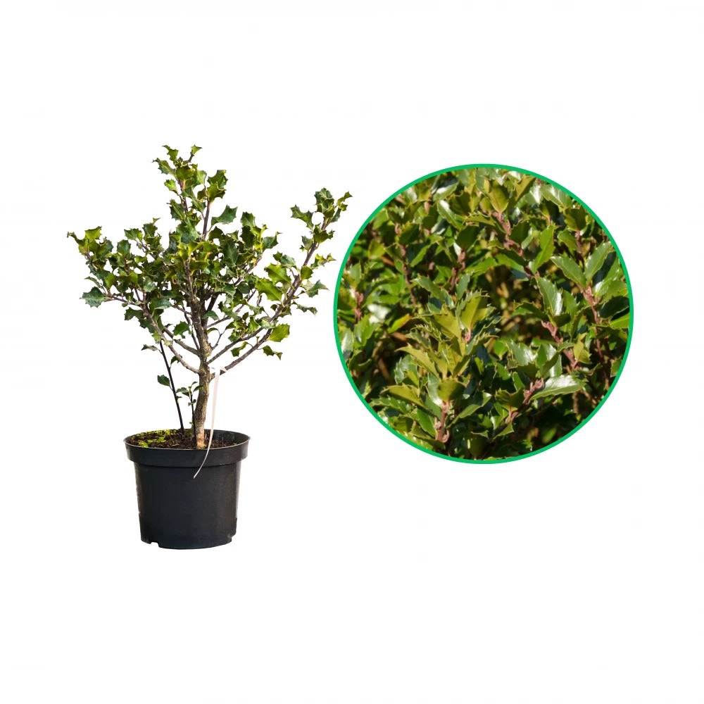 Ilex Tufa Blue Prince, Ilex Meserveae