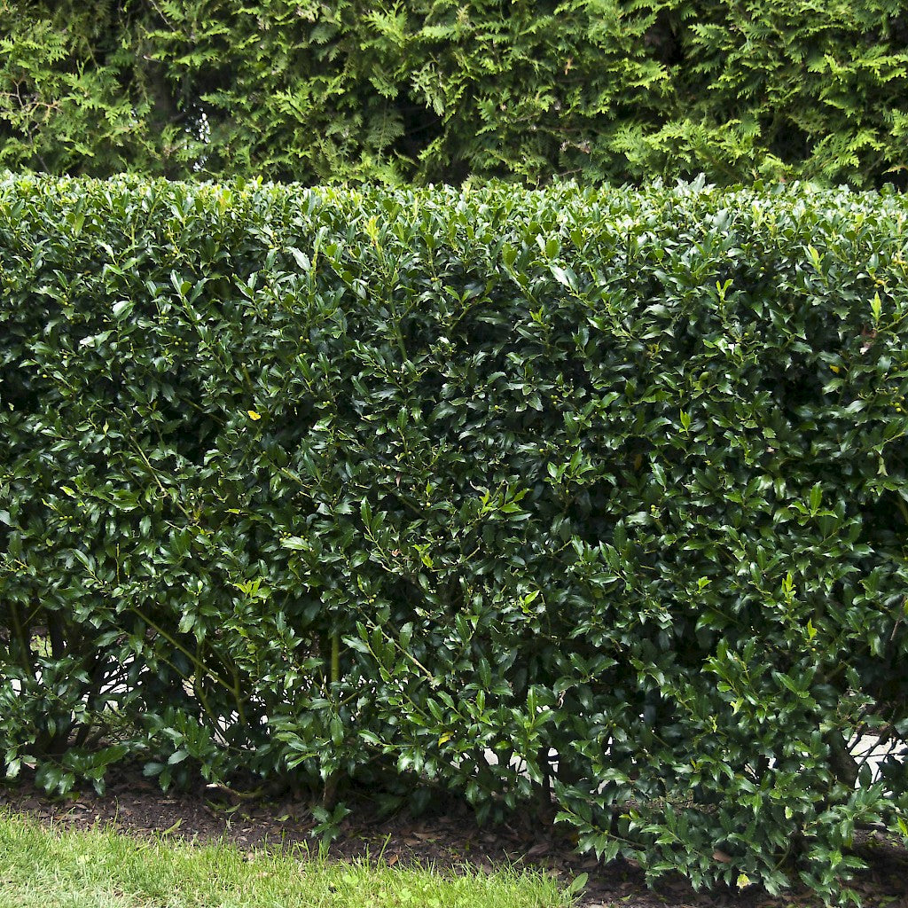 Ilex Heckenstar, Ilex Meserveae