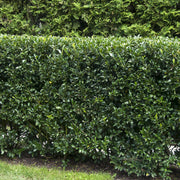 Ilex Heckenstar, Ilex Meserveae