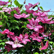 Clematita, Clematis Bieszczady