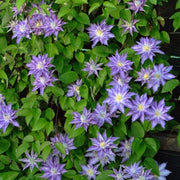 Clematita, Clematis Thyrislund