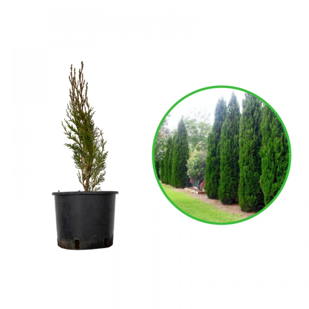 Ienupar Chinezesc Spartan, Juniperus Chinensis Spartan