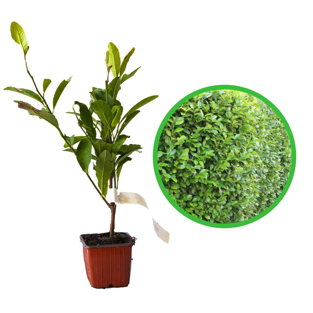 Laur Englezesc Novita, Prunus Laurocerasus Novita