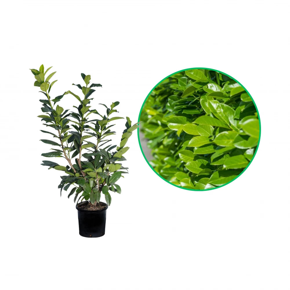 Laur Englezesc Novita, Prunus Laurocerasus Novita