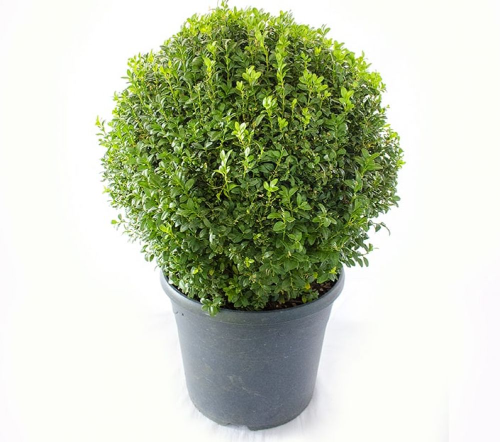 Laur Japonez Glob, Ilex Crenata