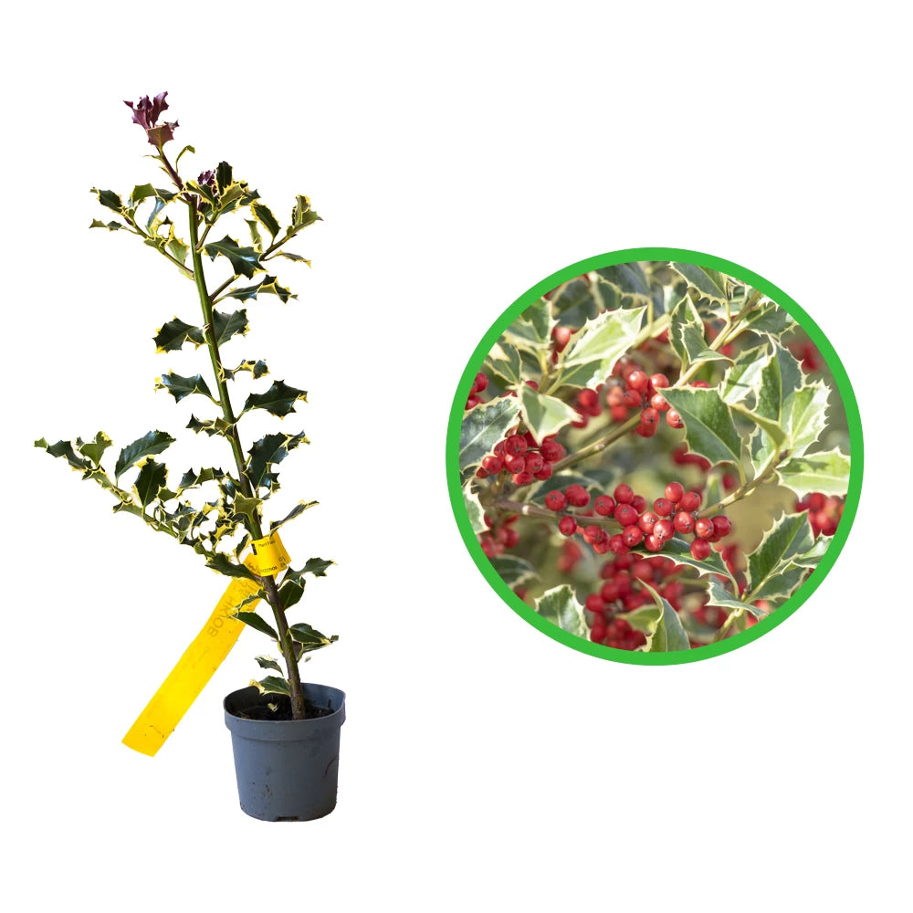 Laur Variegat, Ilex Aquifolium Argentea Marginata