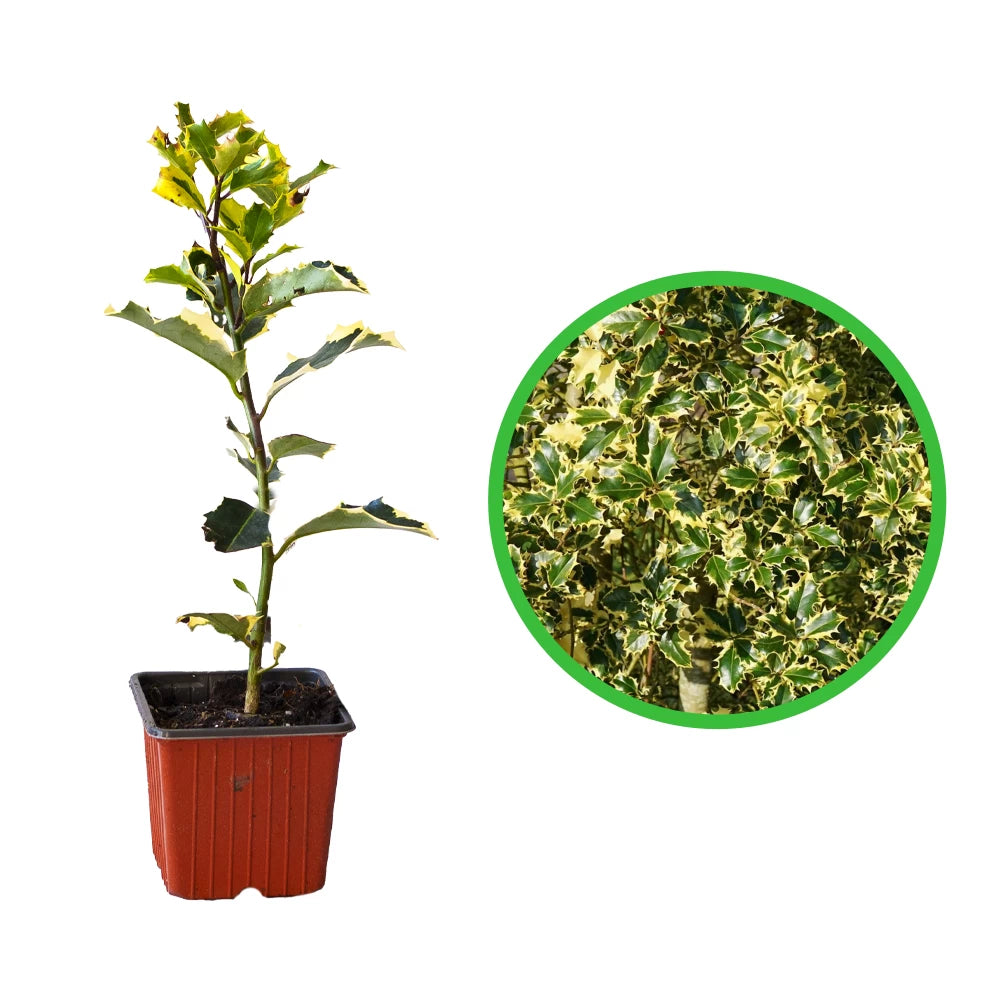 Laur Variegat, Ilex Aquifolium Madame Briot