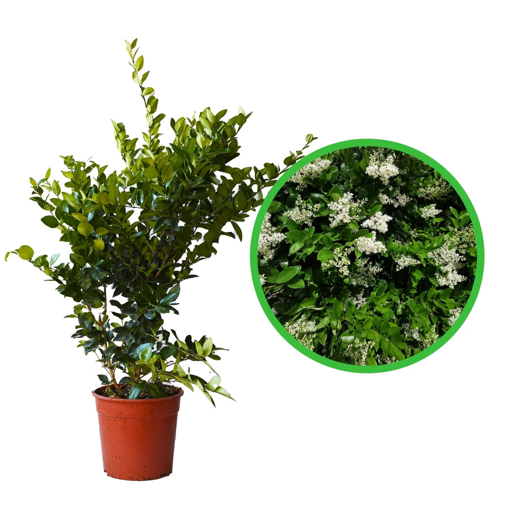 Lemn Cainesc, Ligustrum Japonicum Texanum