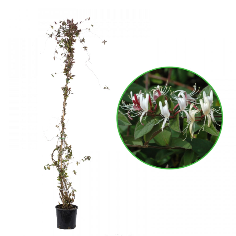 Caprifoi, Lonicera Japonica Chinensis