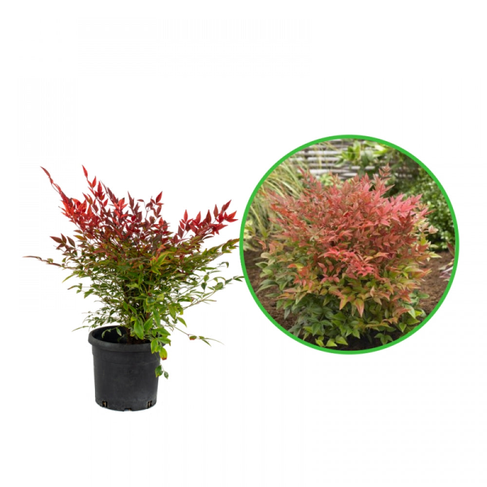 Bambus Sfant, Nandina Domestica