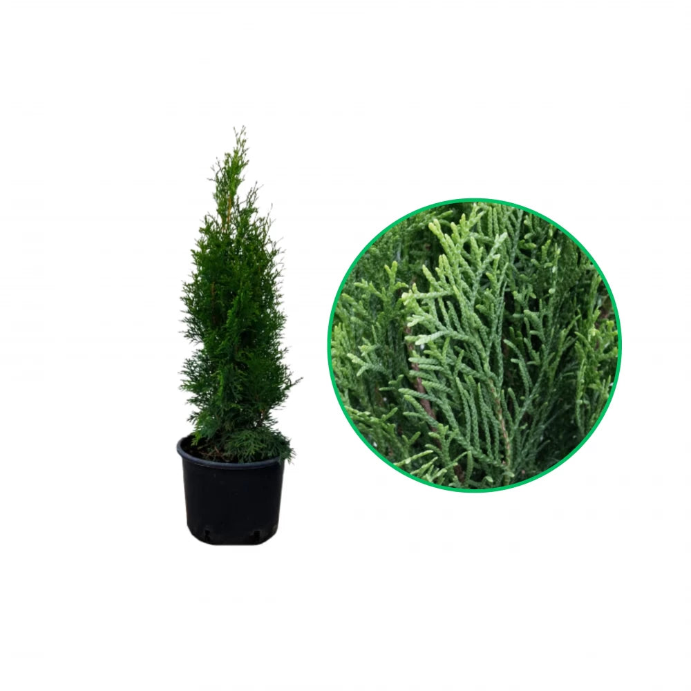 Tuia Smaragd, Thuja Occidentalis Smaragd