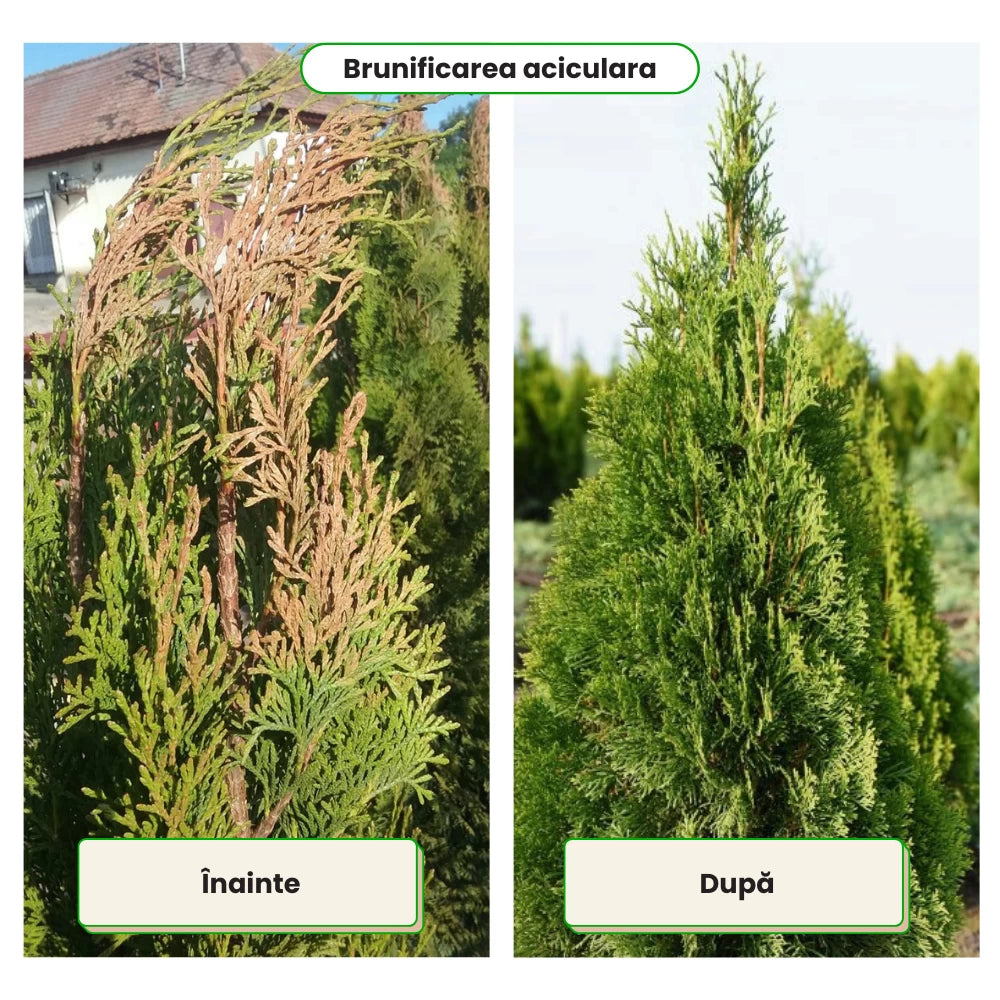 Pachet Anual de Ingrijire pentru Conifere