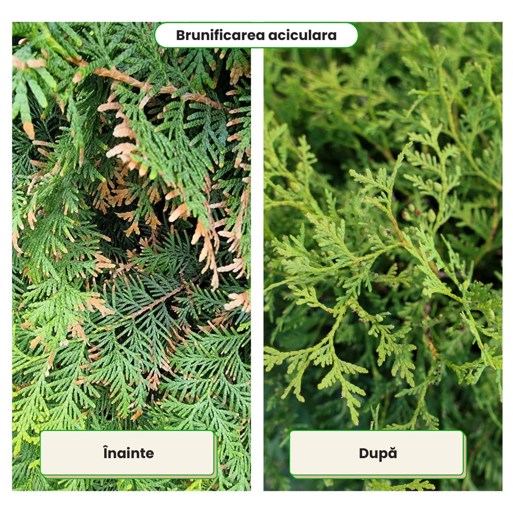 Pachet Anual de Ingrijire pentru Conifere