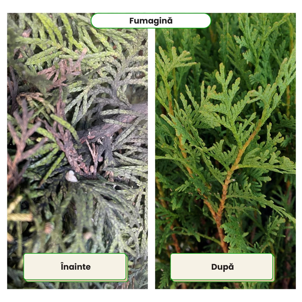 Pachet Anual de Ingrijire pentru Conifere