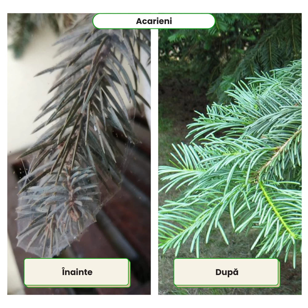 Pachet Anual de Ingrijire pentru Conifere