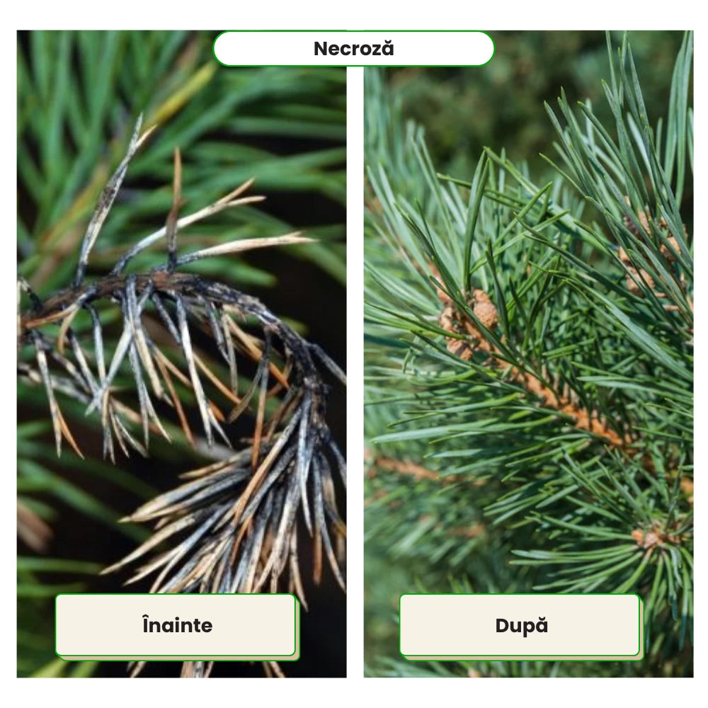 Pachet Anual de Ingrijire pentru Conifere