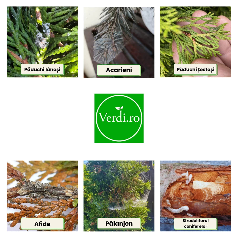 Pachet Anual de Ingrijire pentru Conifere