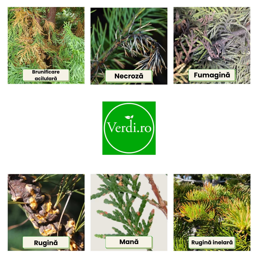 Pachet Anual de Ingrijire pentru Conifere