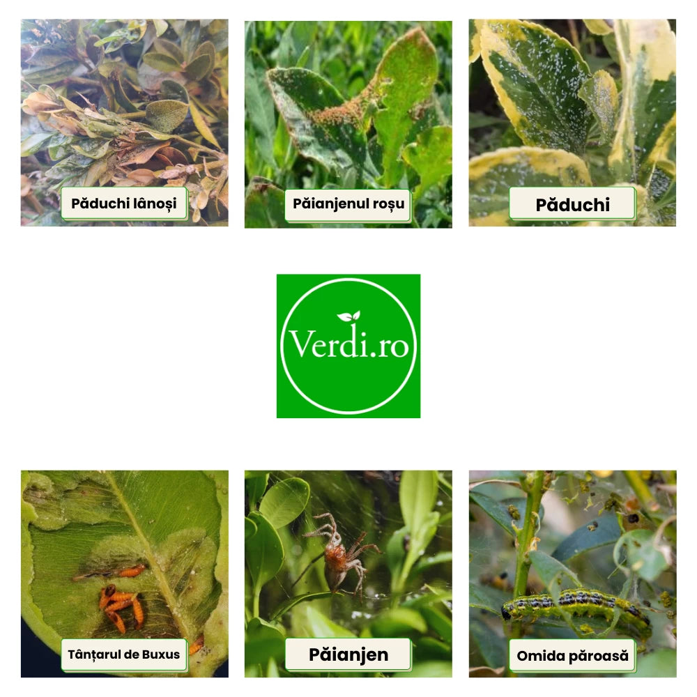 Pachet Anual de Ingrijire pentru Garduri Vii