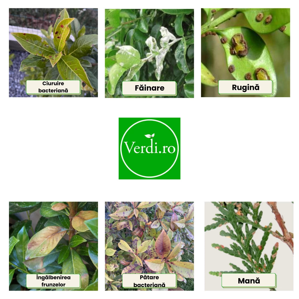 Pachet Anual de Ingrijire pentru Garduri Vii