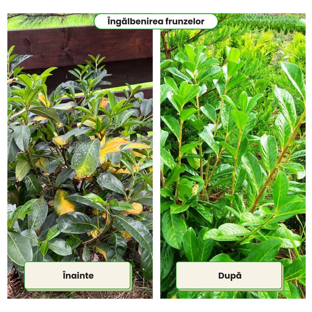 Pachet Anual de Ingrijire pentru Garduri Vii