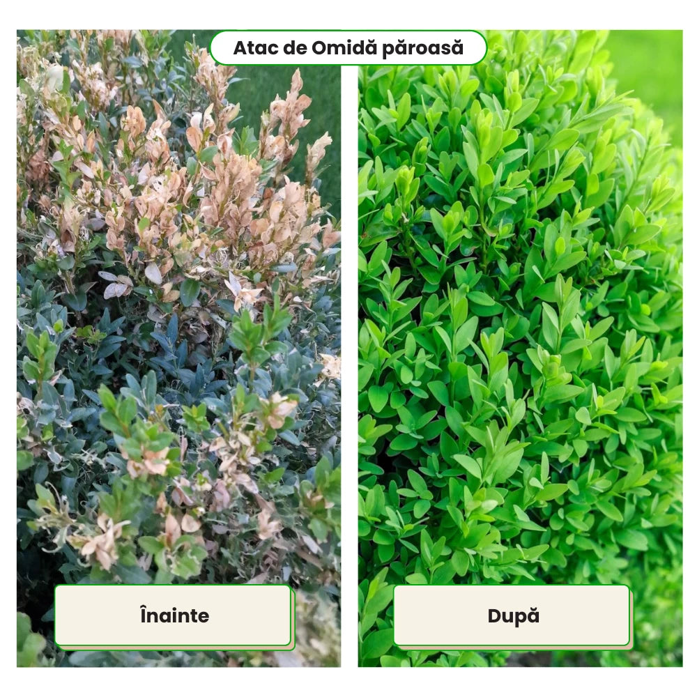 Pachet Anual de Ingrijire pentru Garduri Vii