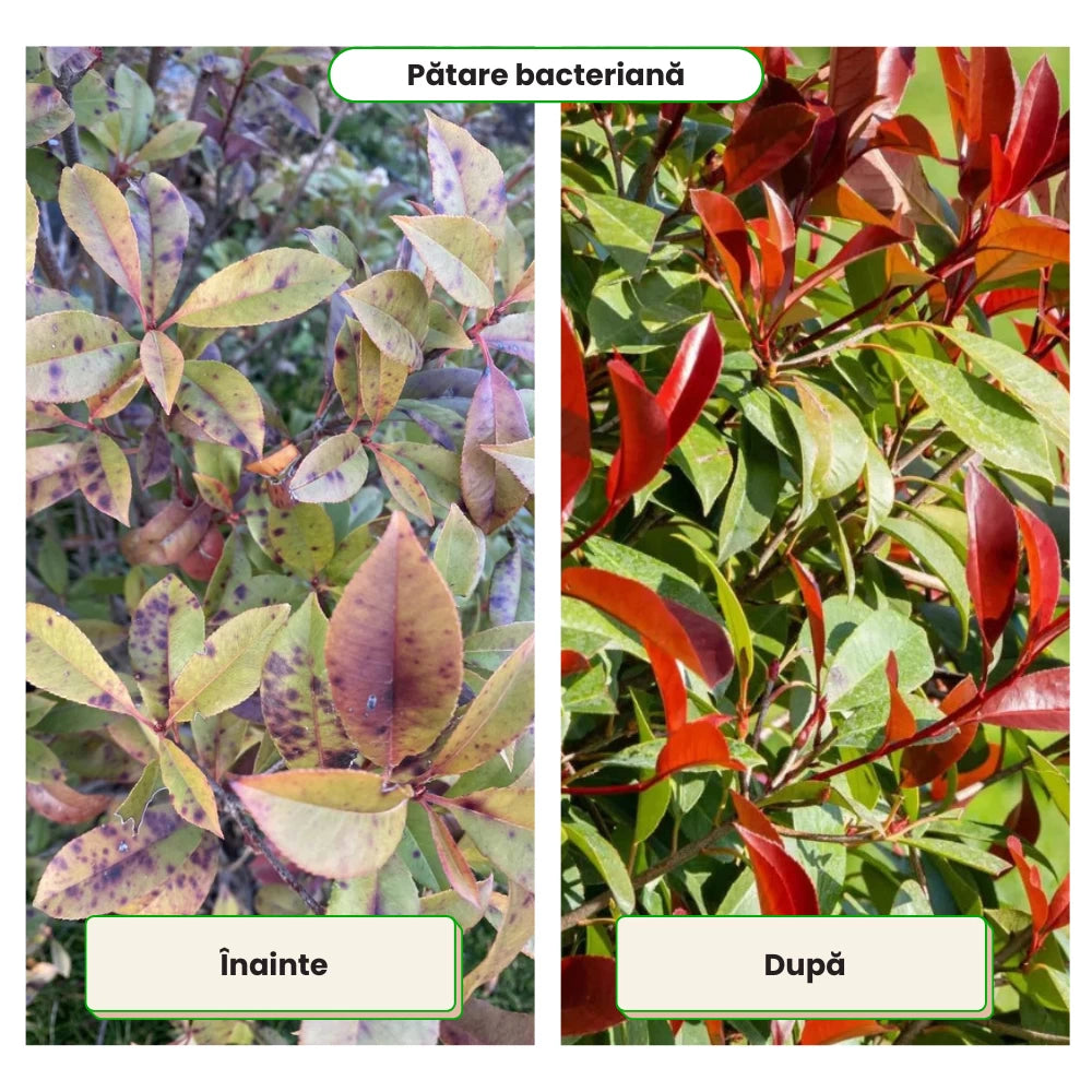 Pachet Anual de Ingrijire pentru Garduri Vii