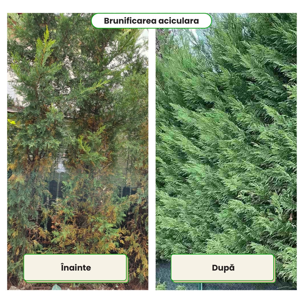 Pachet Anual de Ingrijire pentru Garduri Vii