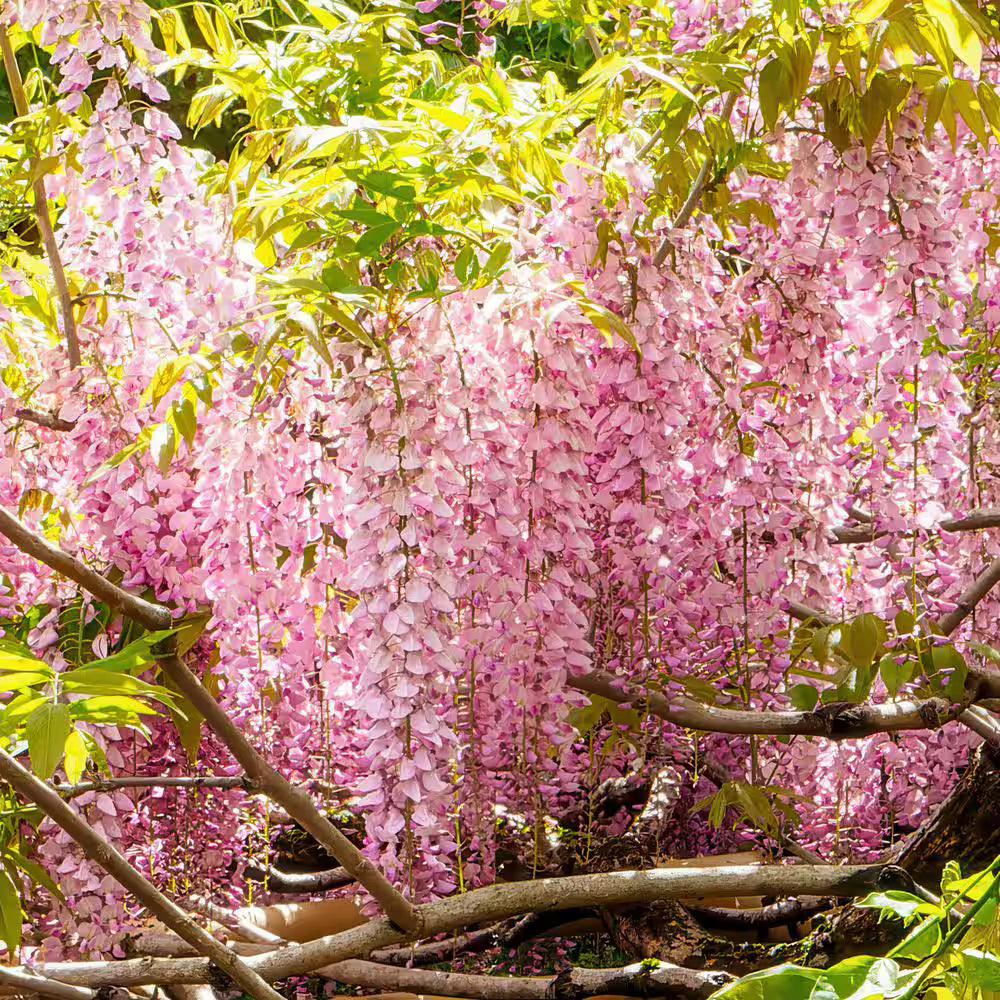 Glicina Pomisor Rosa, Wisteria Sinensis