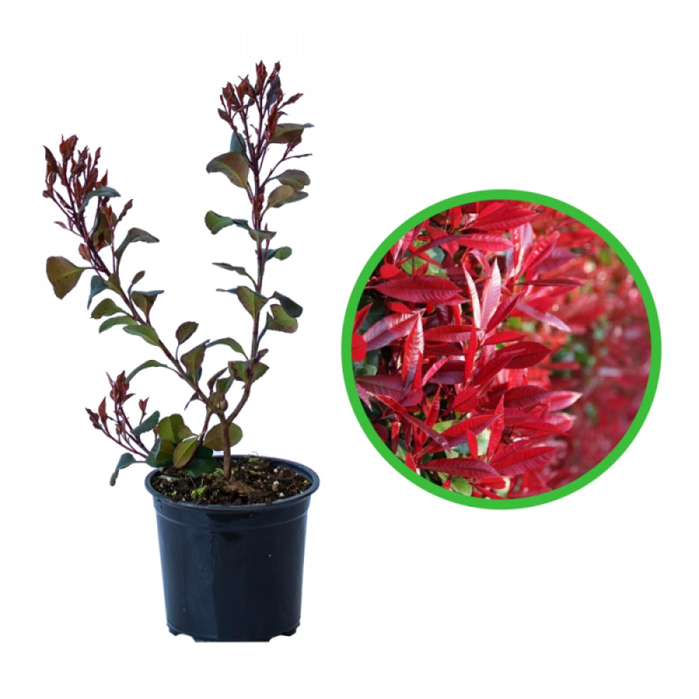 Photinia, Photinia Fraseri Little Red Robin