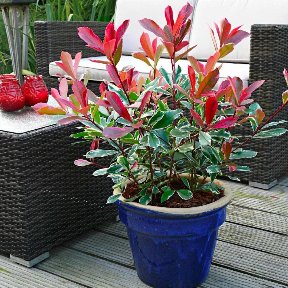 Photinia Fraseri Pink Marble