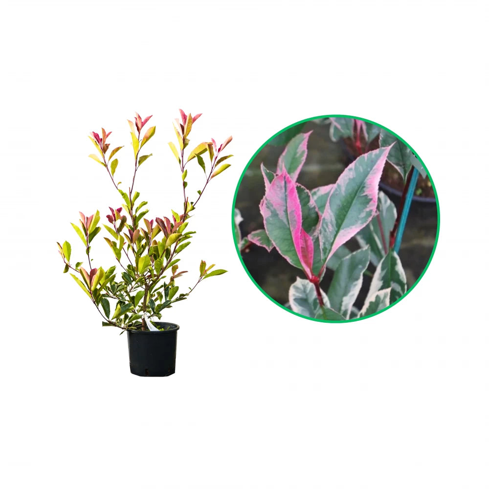 Photinia Fraseri Pink Marble