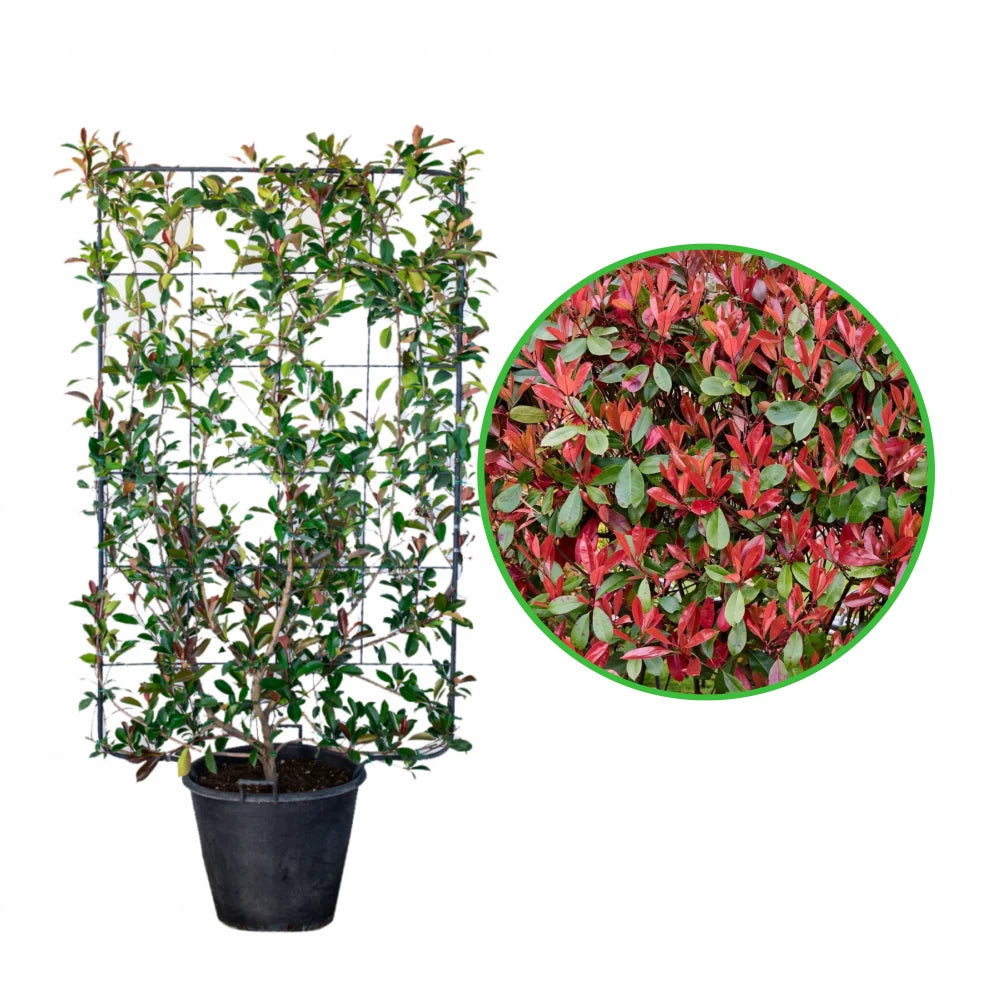 Photinia pe Spalier, Photinia Fraseri Red Robin