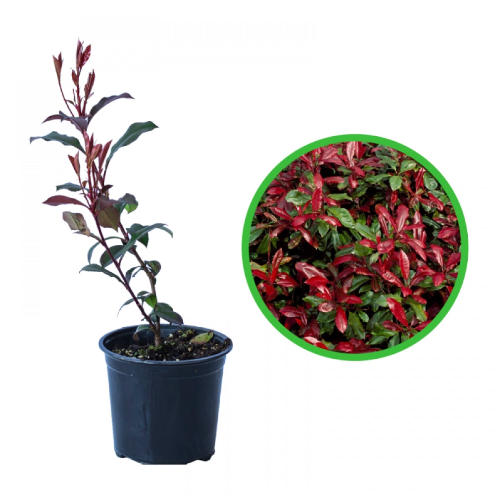 Photinia, Photinia Fraseri Robusta Compacta