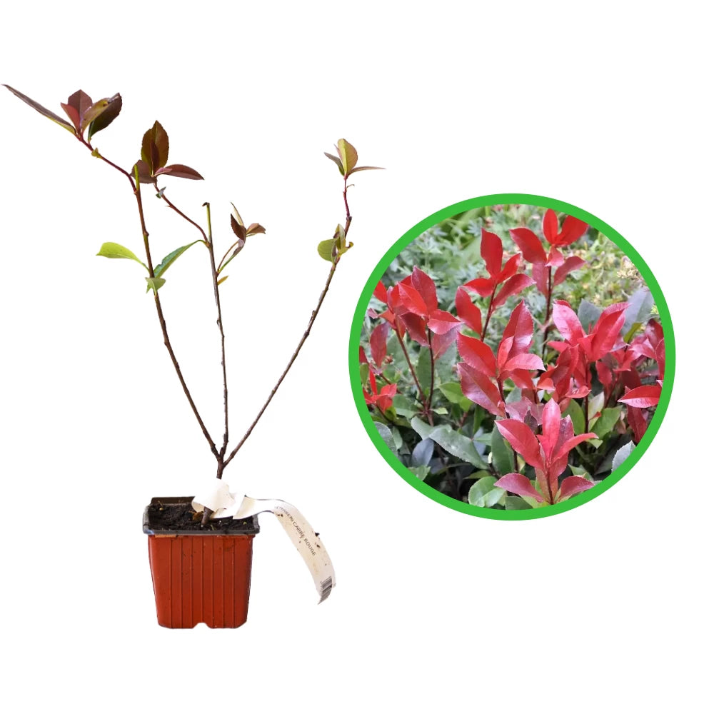 Photinia, Photinia Fraseri Carré Rouge