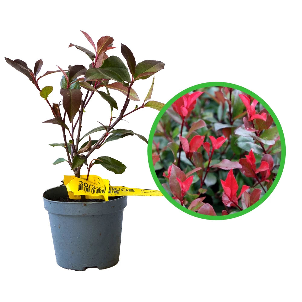 Photinia, Photinia Fraseri Little Red Robin