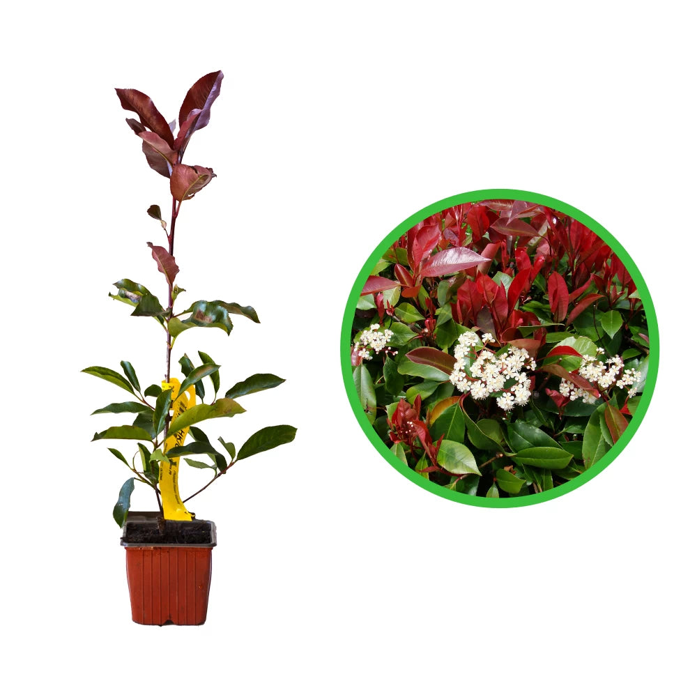 Photinia, Photinia Fraseri Robusta Compacta
