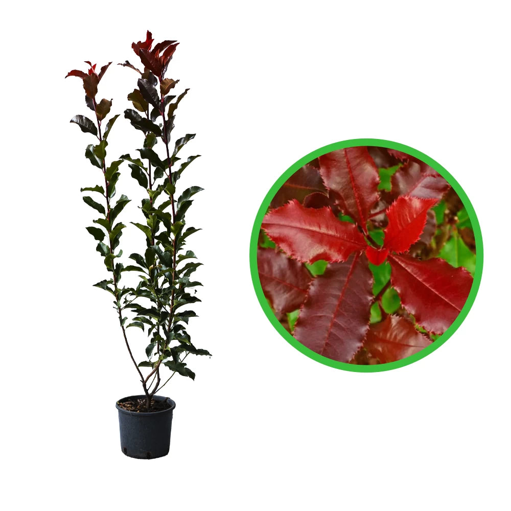 Photinia, Photinia Fraseri Magical Volcano