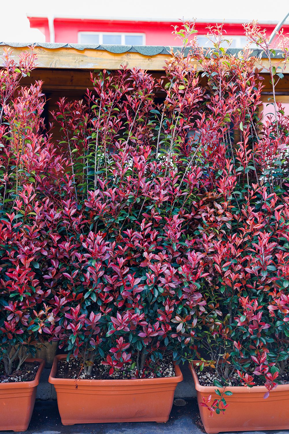 Photinia, Photinia Fraseri Red Robin